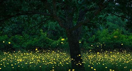 old stone fort fireflies's image